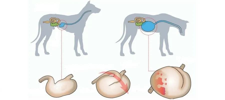 Skręt żołądka u psa: jak skutecznie chronić pupila?