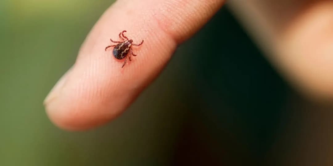 Urwany kleszcz w skórze? Co robić, by uniknąć problemów