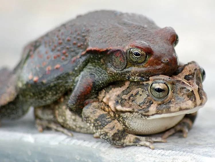 Najśmieszniejsze żarty o żabach: Kolekcja, która rozśmieszy każdego!